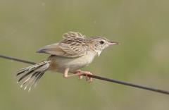 Cisticola aridulus