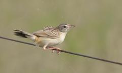 Cisticola aridulus
