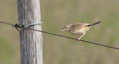 Cisticola aridulus