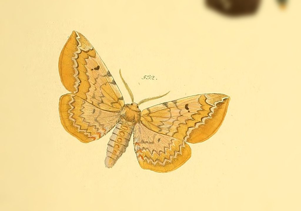 Tepilia biluna