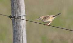 Cisticola aridulus