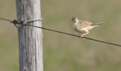 Cisticola aridulus