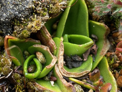 Myrosmodes paludosa