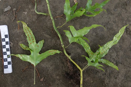 Microsorum scolopendria