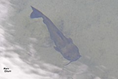 Ictalurus lupus