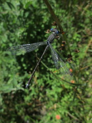 Lestes stultus