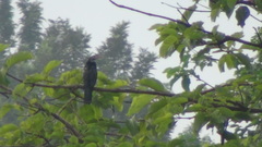 Microcarbo africanus