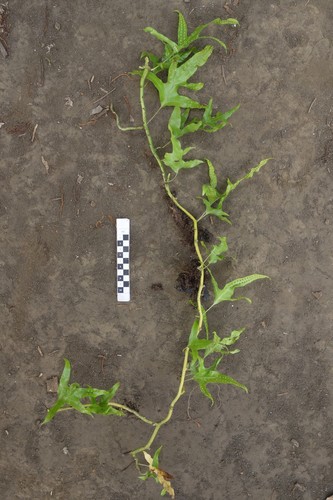 Microsorum scolopendria