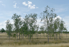 Vachellia sutherlandii