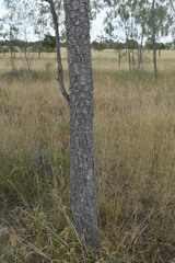 Vachellia sutherlandii