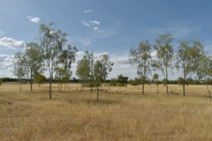 Vachellia sutherlandii