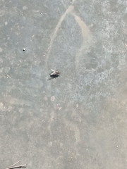 Diptera