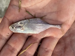 Petrocephalus simus