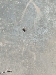Diptera
