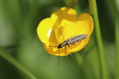 Oedemera virescens