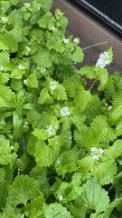 Alliaria petiolata