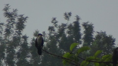 Microcarbo africanus