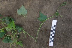 Zehneria baueriana