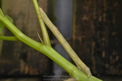 Ascotis selenaria