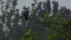 Microcarbo africanus