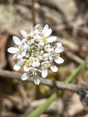 Teesdalia