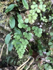 Adiantum monochlamys