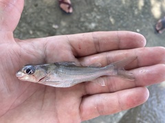 Chrysichthys ogooensis