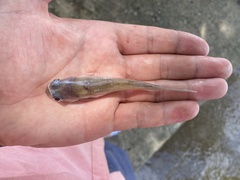 Chrysichthys ogooensis