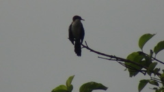 Microcarbo africanus