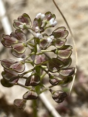 Teesdalia