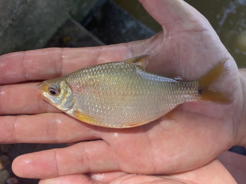 Redfin distichodus (Distichodus notospilus) — Distichodontidae — 2