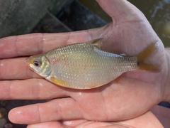 Distichodus notospilus