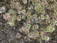 Eudemeae