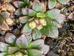 Eudemeae