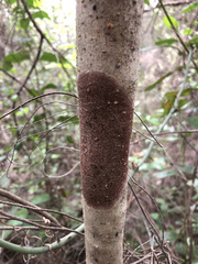 Septobasidium orbiculare