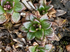 Eudemeae