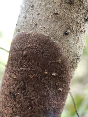 Septobasidium orbiculare