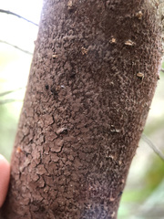 Septobasidium orbiculare