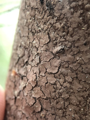 Septobasidium orbiculare