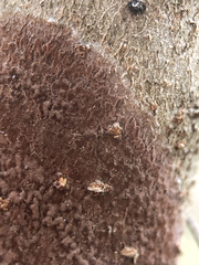 Septobasidium orbiculare