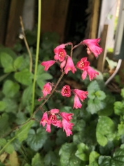 Heuchera sanguinea