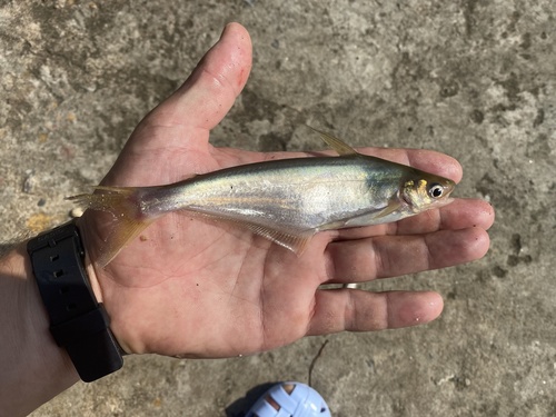 Grenfell's catfish (Schilbe grenfelli) — Schilbeidae — 3