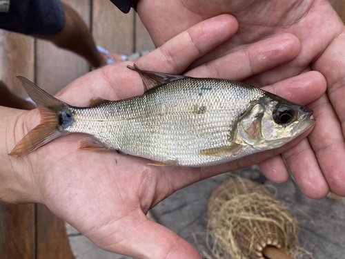 Spottail xenocharax (Xenocharax spilurus) — Distichodontidae — 5