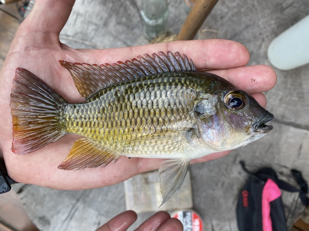 Tholloni tilapia (Coptodon tholloni) — Cichlidae