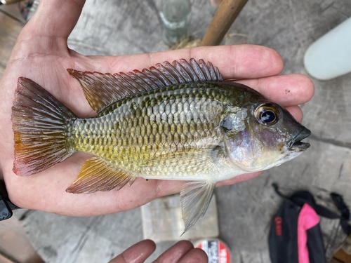 Thollon-tilapia (Coptodon tholloni) — Cichlidae