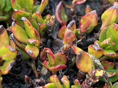 Muehlenbeckia volcanica