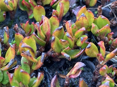 Muehlenbeckia volcanica