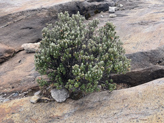 Linochilus rhomboidalis