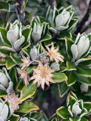 Linochilus rhomboidalis