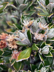 Linochilus rhomboidalis